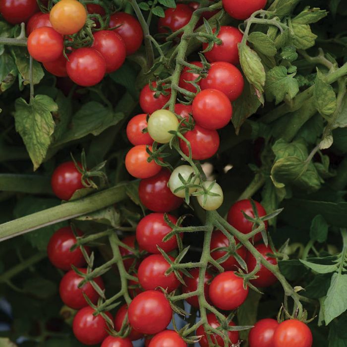 Candyland Tomato
